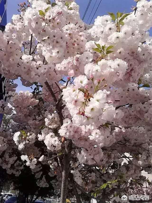 农村果园的果树正在盛开，如何区分桃花，梨花，杏花，梅花和樱花？