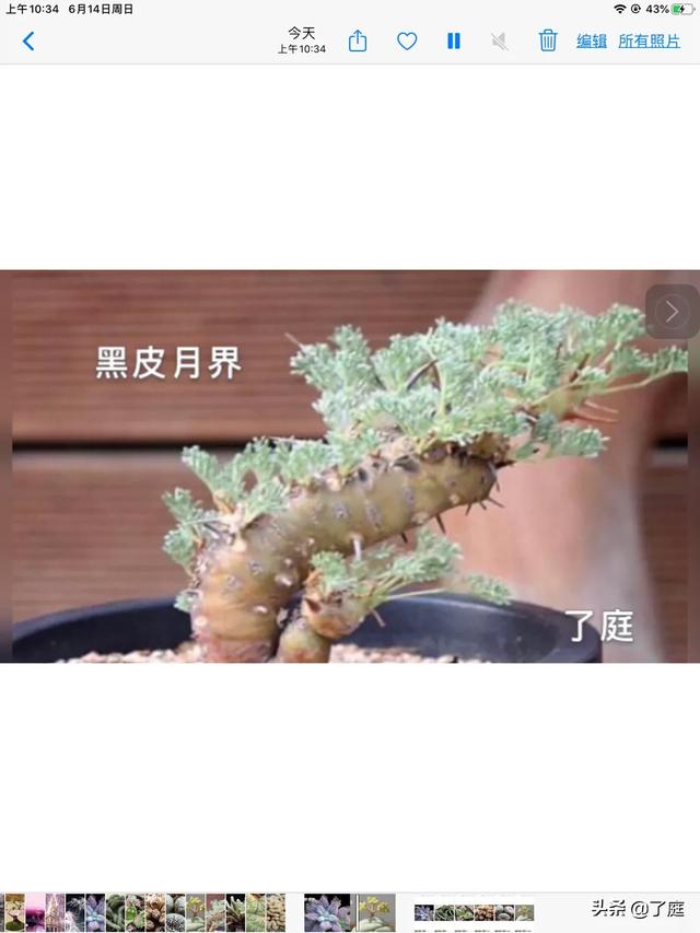 拍照：多肉植被“乌羽玉缀化”如何拍？