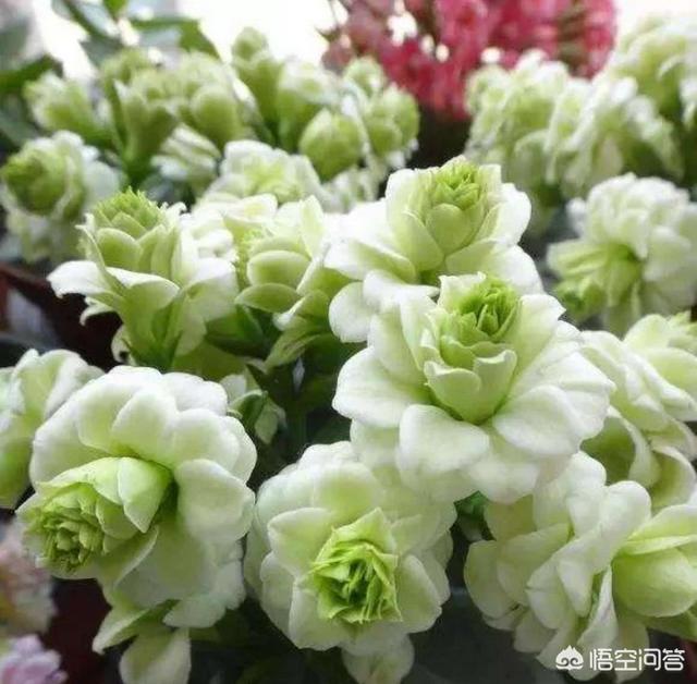 长命花的花瓣干什么会形成这个格式？