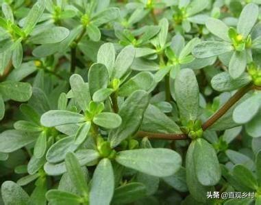 乡村百般野菜图片名字？