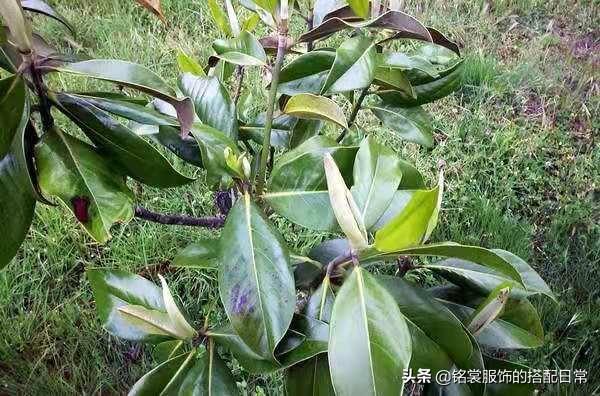 广玉兰定植时有哪些提防事变？怎样本领普及定植成活率？