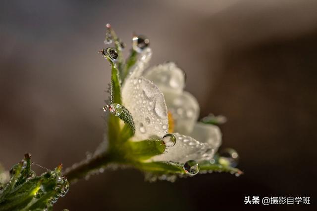 有花有叶的像片如何拍？