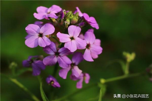 蓝香芥的效率是什么？