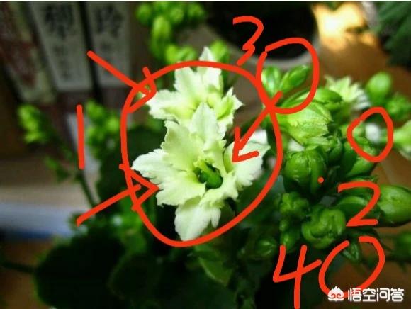 长命花的花瓣干什么会形成这个格式？