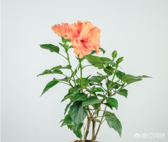 扶桑着花功夫施什么肥？