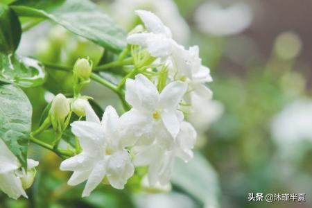 各类花的花语大全，鲜花花语大全？