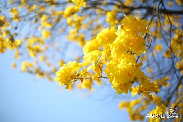 还好吗拍好黄木风铃花？