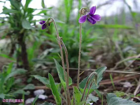 犁头草和蒲公英泡水喝有多大长处？