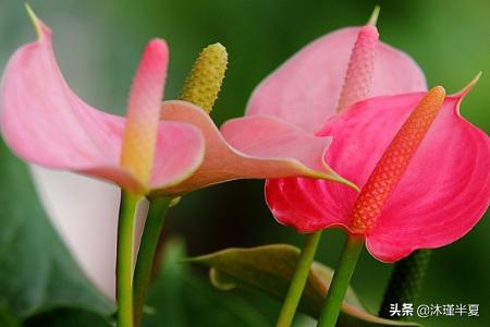 各类花的花语大全，鲜花花语大全？