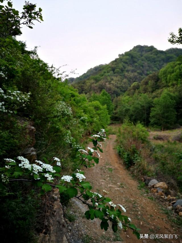 拍照咋拍绣线菊？