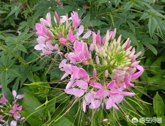 醉蝶花保护须要提防什么题目？