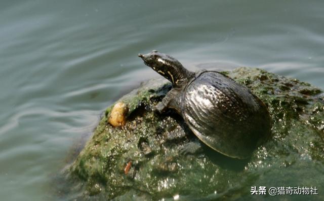 无赖、王八、鳖、团鱼有什么辨别？