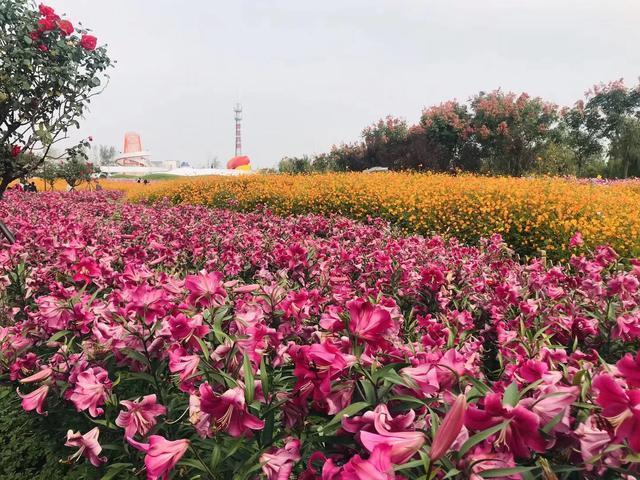 你拍了哪个花大海？你有照片，拍摄方法是什么？