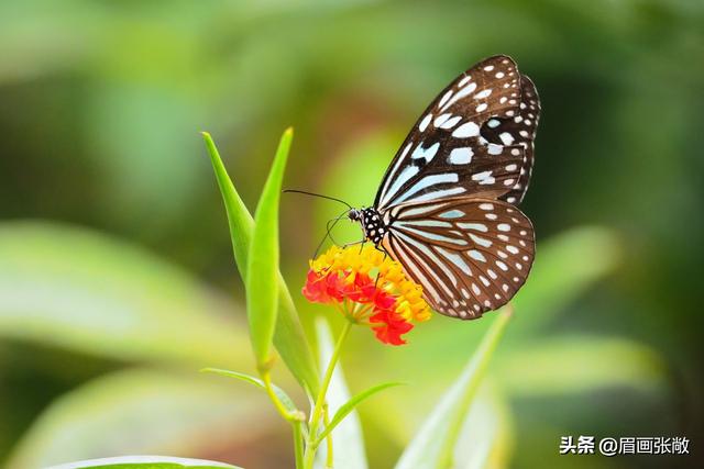 《春》中的春花图中的花美在何处？