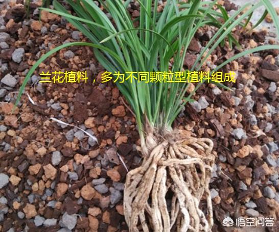 兰花哪培植料不易烂根？