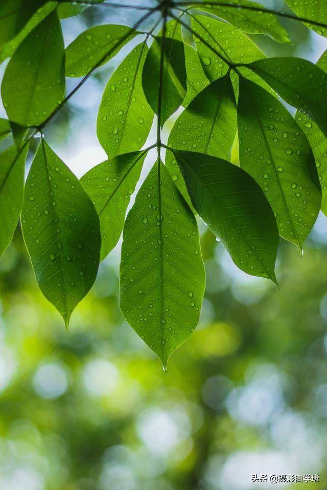 夏季花卉兴盛，拍照咋拍场面？很多绿叶在一道的像片咋和好看？