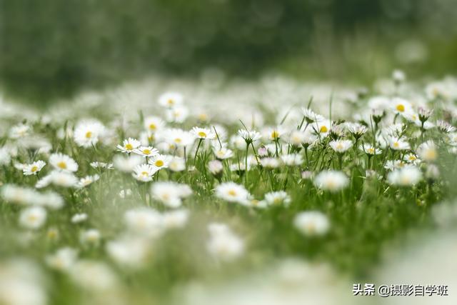 夏季花卉兴盛，拍照咋拍场面？很多绿叶在一道的像片咋和好看？