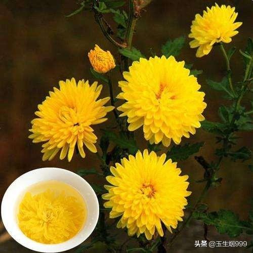 尔等觉得最时髦的花是什么花？把最时髦的花能跟大师一道瓜分吗？