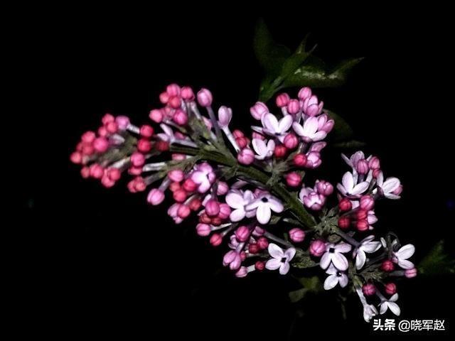 时髦的紫丁香花你拍过吗？不妨瓜分一下图片吗？