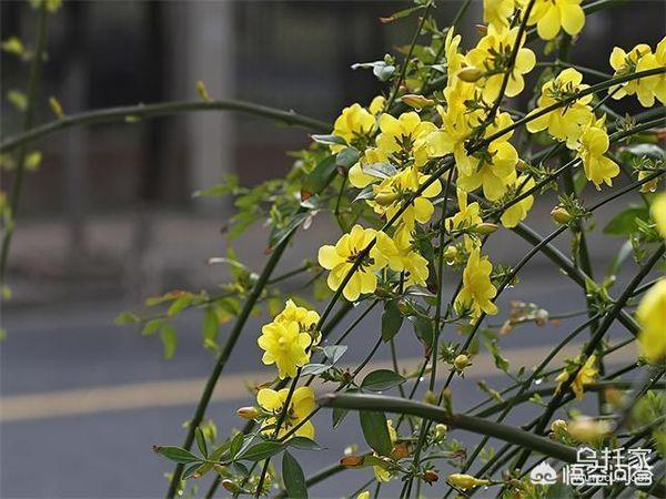 冬天开花的植物有哪些？