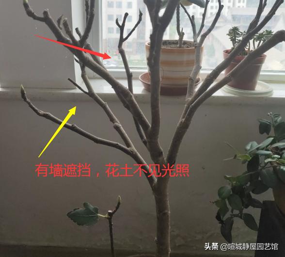 夏季如何养无花果？我的无花果叶怎么了？