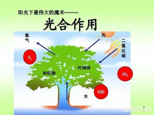 干什么天然界中的植被以绿色为主？从进化论的观点如何解读？