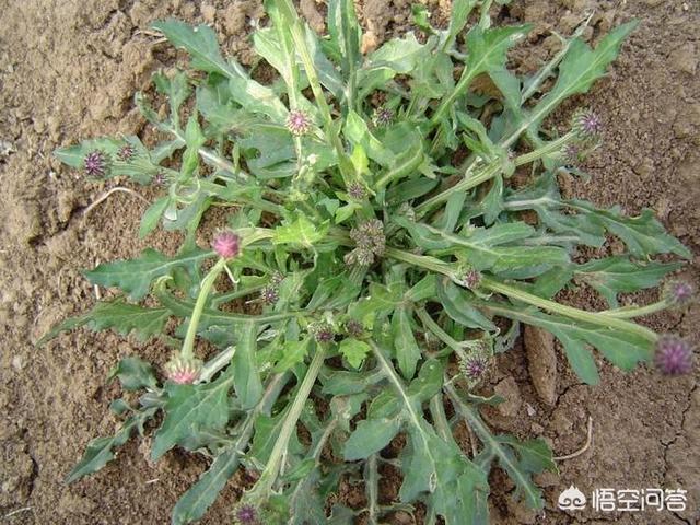 都是野菜，干什么人们不吃泥胡菜和附地菜？