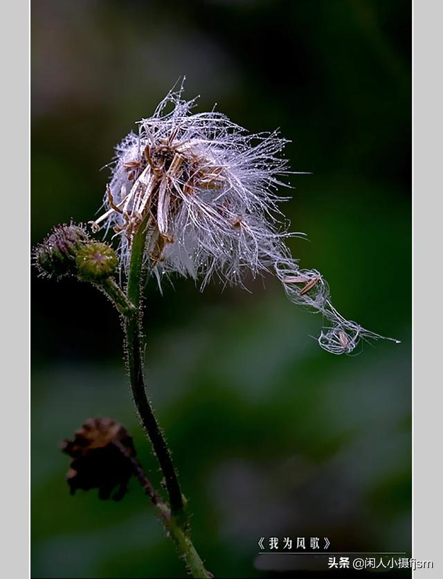 残花，落花，凋零的花……怎样拍摄出质感？