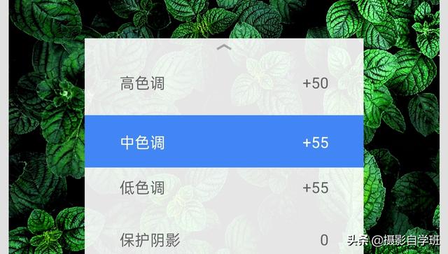 夏季花卉兴盛，拍照咋拍场面？很多绿叶在一道的像片咋和好看？