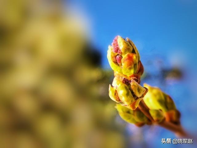 时髦的紫丁香花你拍过吗？不妨瓜分一下图片吗？