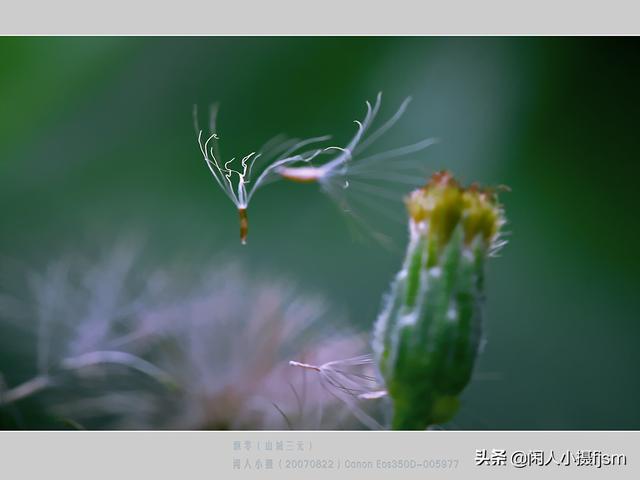 残花，落花，凋零的花……怎样拍摄出质感？