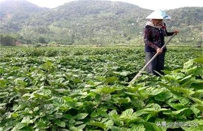 国药藿香如何举行人为培植呢？