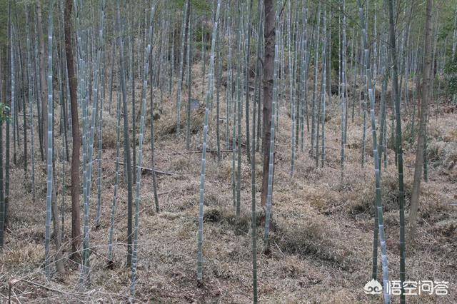 怎样科学防疫南竹病虫害？有没有什么好本领？