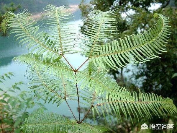 还好吗除野草芒箕？