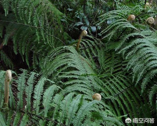 还好吗除野草芒箕？