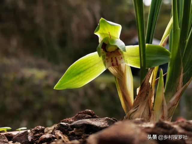 野生春兰宽叶会开荷瓣花吗？保护须要提防什么？