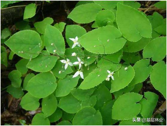 淫羊藿在河北能培植吗？