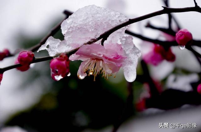 用什么画面本领拍出场面的梅花图片？