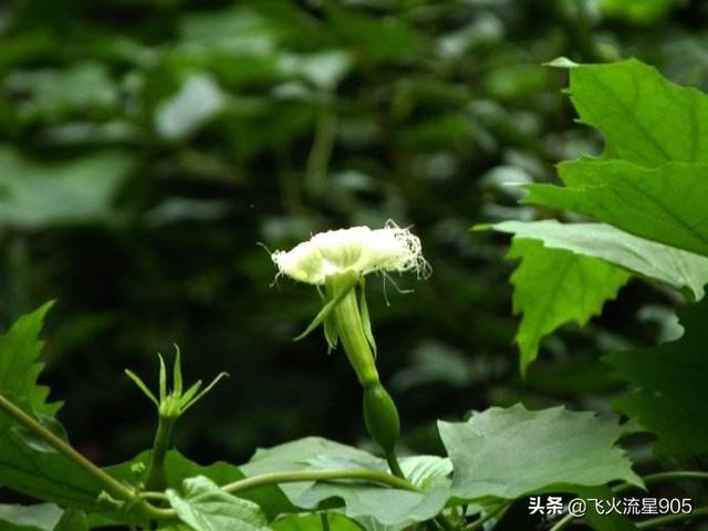 我是种子种植甜瓜，如何流动和流动？谈到公共和女性，如何区分母亲和母亲？回答？