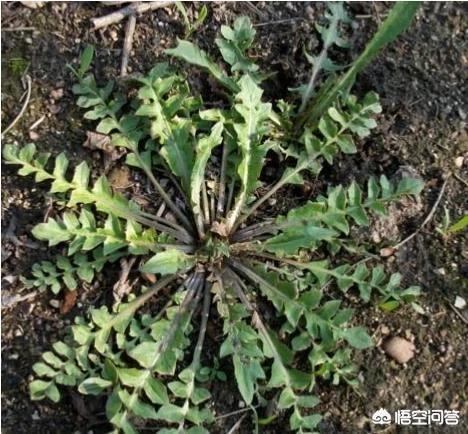 乡村的荠菜如何吃？干什么霜降后的荠菜更陈腐呢？