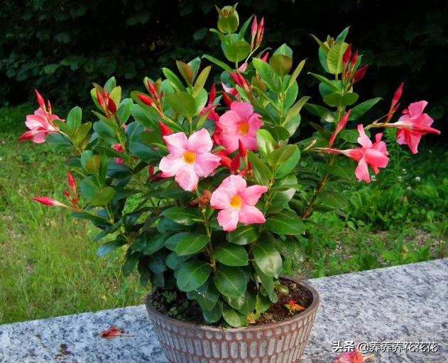 飘香藤掉花，是什么题目？