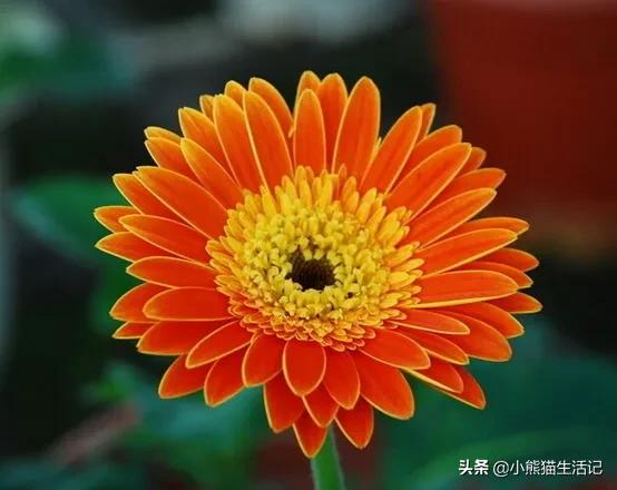 欧洲菊花的工效效率是什么？