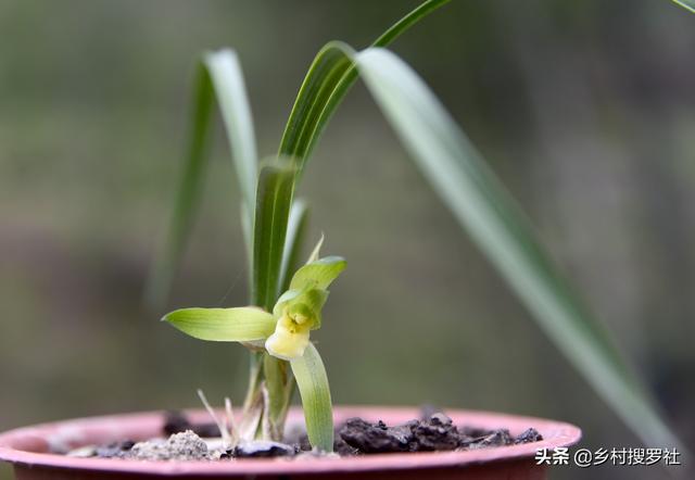 野生春兰宽叶会开荷瓣花吗？保护须要提防什么？