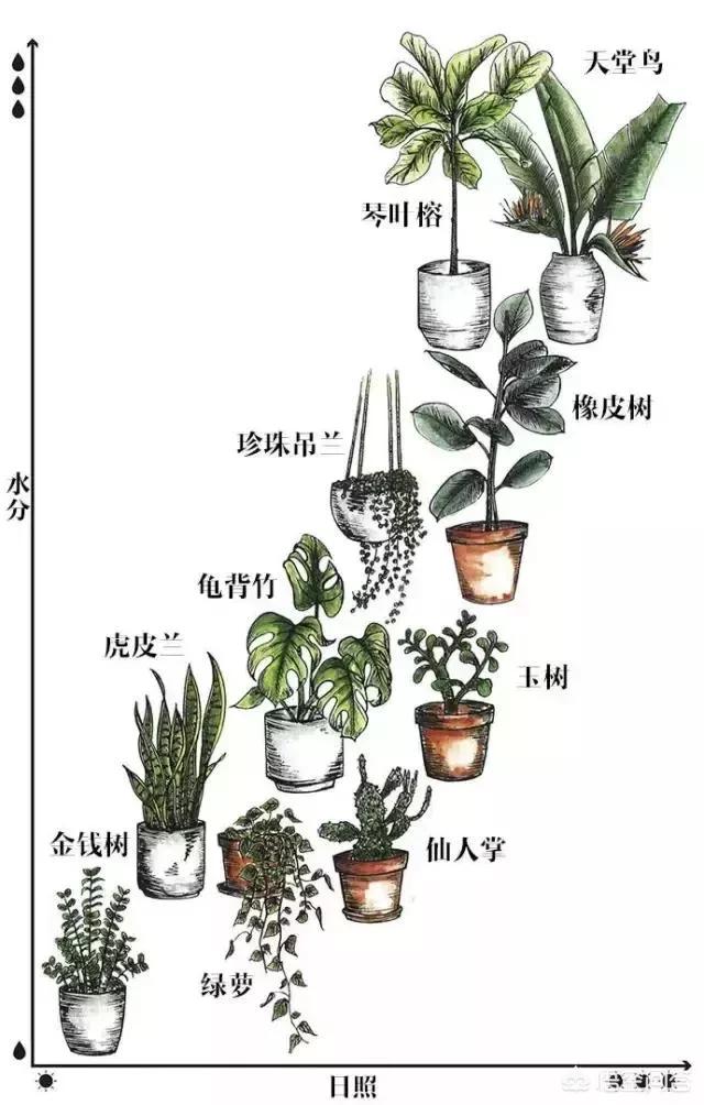 哪些盆栽树适合在家养？