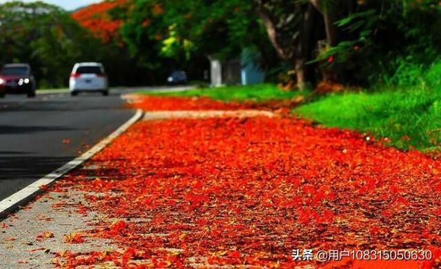 三亚鲜花满地，什么花最佳看呢？