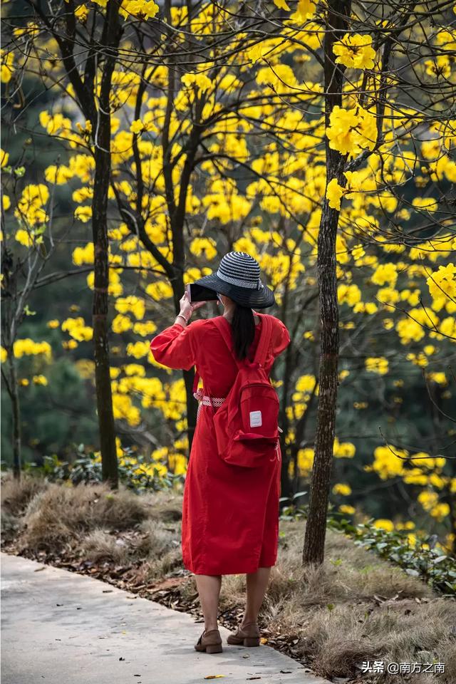 黄花风铃木如何拍场面？