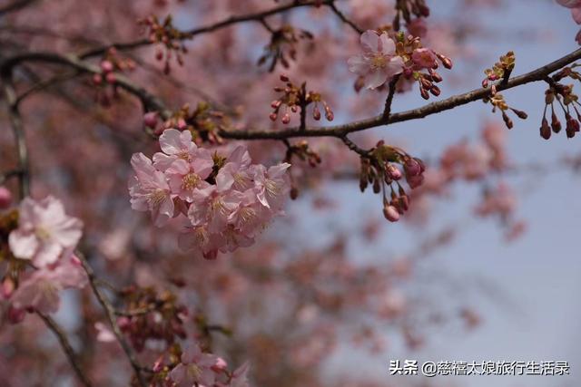 你感触哪种樱花最红，干什么？