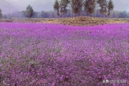 薰衣草的花语是什么_薰衣草花语大全？