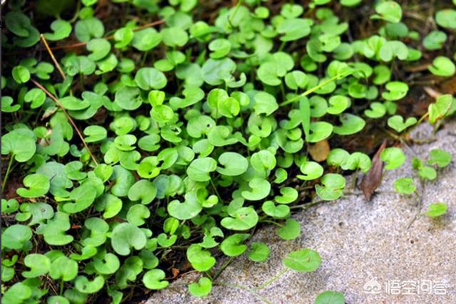 铜钱草和款项草有何辨别？