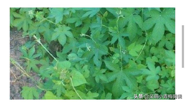 六叶葎是葎草吗？